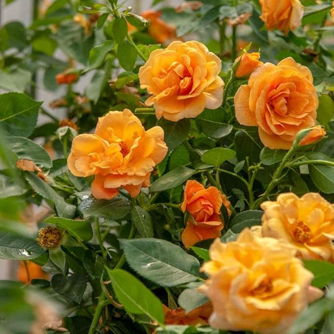 Orange Freedom Rose